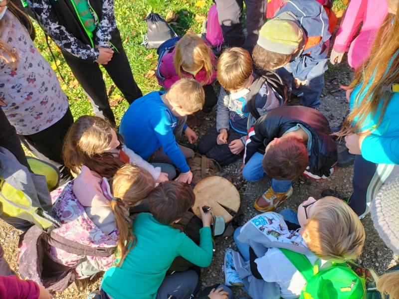 Erkundung im Wald